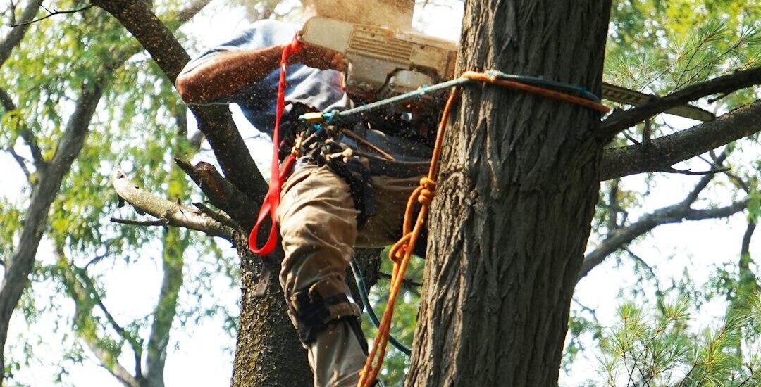 Expert Tree Services to Enhance Property Health and Curb Appeal