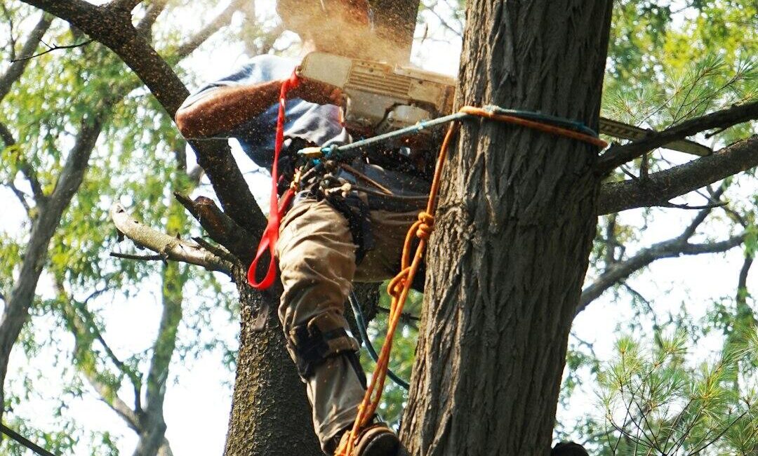 Expert Tree Services to Enhance Property Health and Curb Appeal