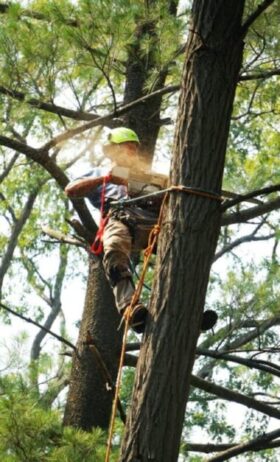 Expert Tree Services to Enhance Property Health and Curb Appeal
