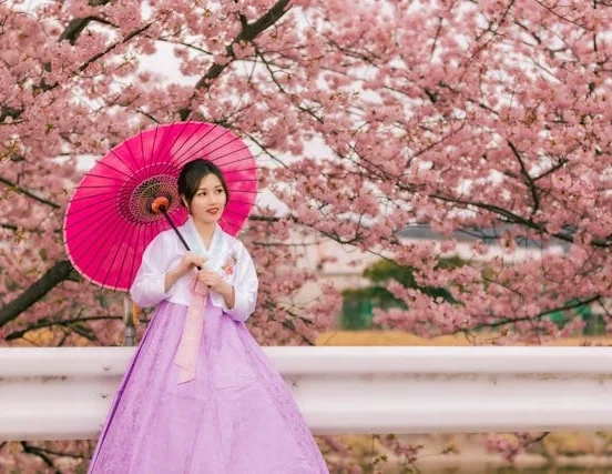 Young woman dressed in traditional Korean hanbok — white jeogori jacket and full lavender purple chima skirt — holding a vibrant pink-red oil-paper umbrella while standing beneath blooming cherry blossom trees in spring Korea