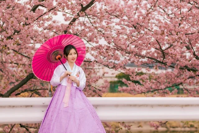 Young woman dressed in traditional Korean hanbok — white jeogori jacket and full lavender purple chima skirt — holding a vibrant pink-red oil-paper umbrella while standing beneath blooming cherry blossom trees in spring Korea